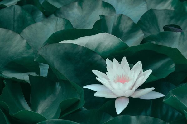 Holistic Therapy plus Reiki