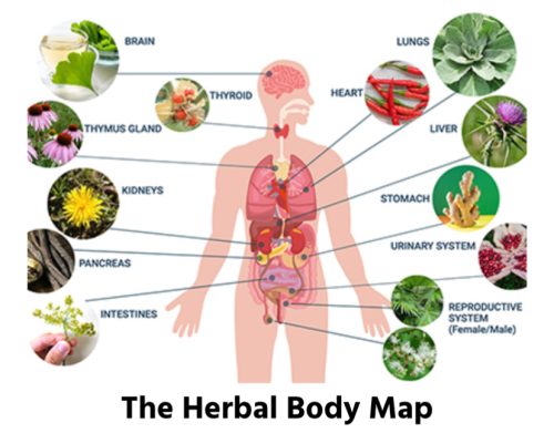 Charts-Herbal-Body-Map