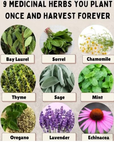 Charts - Medicinal herbs