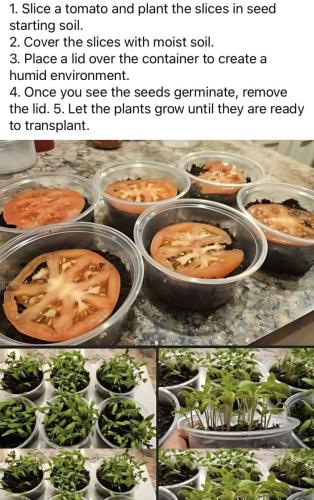 Charts - growing tomatoes