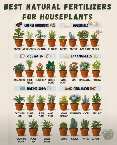 Charts - Fertilizers