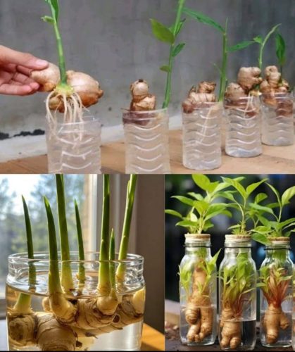 Charts - grow ginger