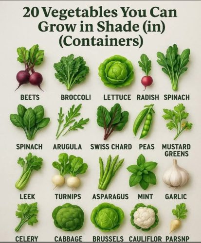 Charts - Growing vegetables