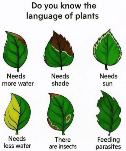 Charts - Plants