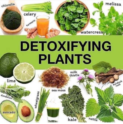 Charts - Detoxifying plants