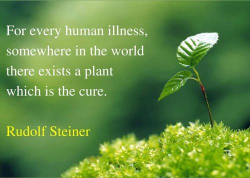 Plant cures